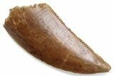 Serrated Raptor Tooth - Real Dinosaur Tooth #376436-1
